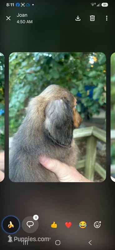 Tommy – Miniature Dachshund puppy for sale in Neosho, MO