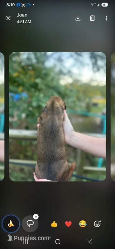 Jetro – Miniature Dachshund puppy for sale in Neosho, MO