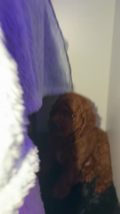 Saint, a male Poodle - Miniature  for sale in Hamden, CT – 8 of 8