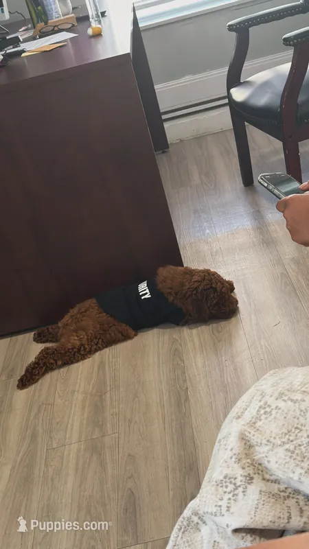 Saint – Poodle - Miniature  puppy for sale in Hamden, CT
