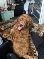 Saint, a male Poodle - Miniature  for sale in Hamden, CT – 6 of 8