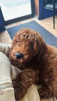 Saint, a male Poodle - Miniature  for sale in Hamden, CT – 2 of 8