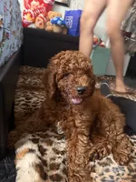 Saint, a male Poodle - Miniature  for sale in Hamden, CT – 7 of 8