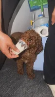 Saint, a male Poodle - Miniature  for sale in Hamden, CT – 4 of 8