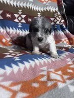Prince ice blue eyes  3lbs, a male Schnoodle for sale in Durant, OK – 2 of 7