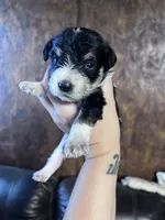 Luna, a female Schnoodle for sale in Durant, OK – 2 of 4