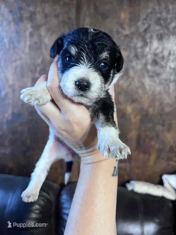 Luna – Schnoodle puppy for sale in Durant, OK