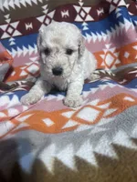 Ghost ice blue eyes   3lbs , a male Schnoodle for sale in Durant, OK – 3 of 7
