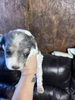 Prince , a male Schnoodle for sale in Durant, OK – 3 of 6