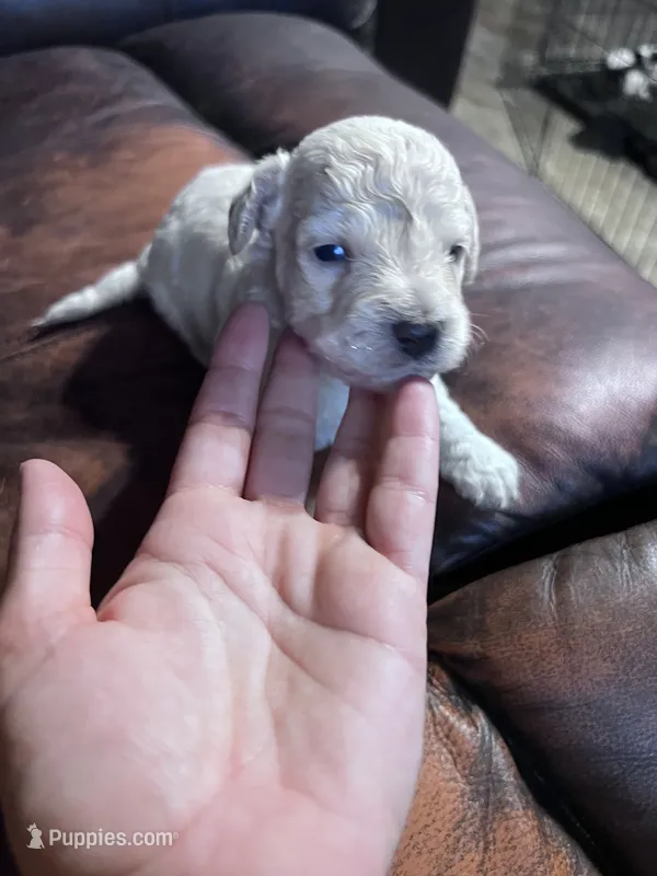 Ghost  – Schnoodle puppy for sale in Durant, OK