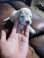 Ghost , a male Schnoodle for sale in Durant, OK – 1 of 4