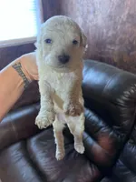 Ghost , a male Schnoodle for sale in Durant, OK – 2 of 4