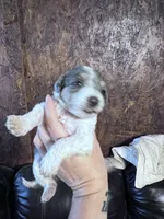 Prince , a male Schnoodle for sale in Durant, OK – 4 of 6