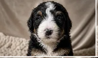 George, a male Bernedoodle for sale in Durant, OK – 5 of 9