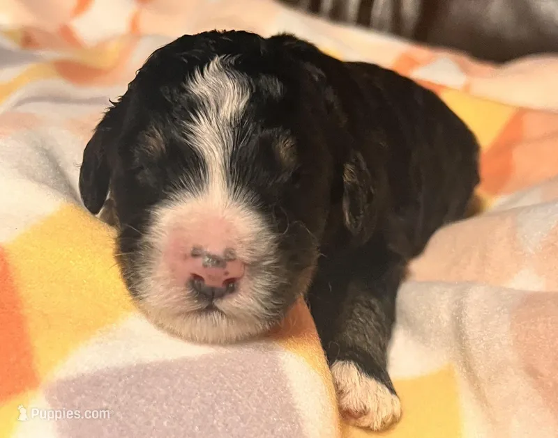 Georgia  – Bernedoodle puppy for sale in Durant, OK