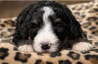 George, a male Bernedoodle for sale in Durant, OK – 2 of 9