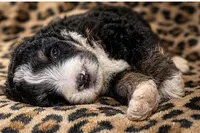 George, a male Bernedoodle for sale in Durant, OK – 6 of 9