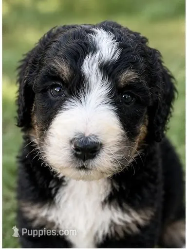 George – Bernedoodle puppy for sale in Durant, OK