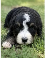 George, a male Bernedoodle for sale in Durant, OK – 3 of 9