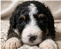 George, a male Bernedoodle for sale in Durant, OK – 4 of 9