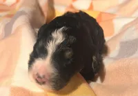 Georgia , a female Bernedoodle for sale in Durant, OK – Photo 2 of 3
