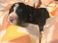 Georgia , a female Bernedoodle for sale in Durant, OK – Photo 3 of 3