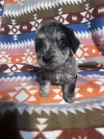Clyde Ice blue eyes  3lbs toy , a male Schnoodle for sale in Durant, OK – 3 of 10