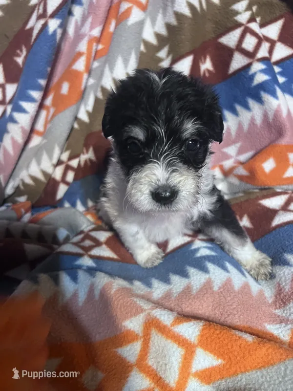 Luna ice blue eyes 3lbs – Miniature Schnauzer puppy for sale in Durant, OK
