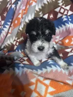 Luna ice blue eyes 3lbs, a female Miniature Schnauzer for sale in Durant, OK – 1 of 7