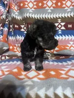 Panther ice blue eyes , a male Schnoodle for sale in Durant, OK – 5 of 7