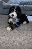 Kennedy, a male Bernedoodle for sale in Durant, OK – 1 of 3