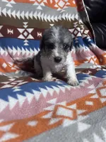 Prince ice blue eyes  3lbs, a male Schnoodle for sale in Durant, OK – 3 of 7