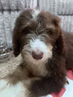 Shirley , a female Bernedoodle for sale in Durant, OK – 9 of 10