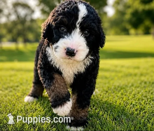 Kennedy, a male Bernedoodle for sale in Durant, OK – 1 of 7