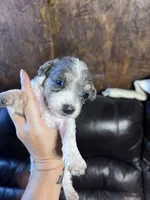 Prince , a male Schnoodle for sale in Durant, OK – 5 of 6