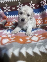 Ghost ice blue eyes   3lbs , a male Schnoodle for sale in Durant, OK – 5 of 7