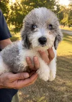 Prince ice blue eyes  toy , a male Schnoodle for sale in Durant, OK – 3 of 8