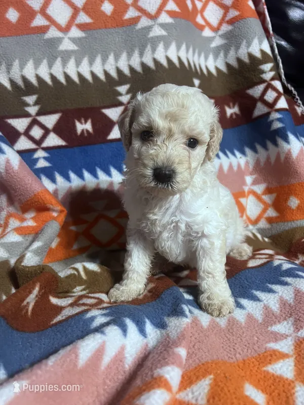 Ghost ice blue eyes   3lbs  – Schnoodle puppy for sale in Durant, OK