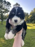 Honey Bun , a female Bernedoodle for sale in Durant, OK – 6 of 9