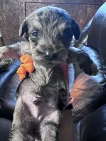 Clyde , a male Schnoodle for sale in Durant, OK – 2 of 5