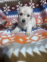 Ghost ice blue eyes   3lbs , a male Schnoodle for sale in Durant, OK – 2 of 7