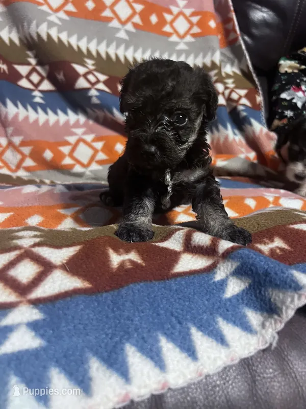 Panther ice blue eyes  – Schnoodle puppy for sale in Durant, OK