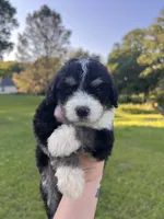 Honey Bun , a female Bernedoodle for sale in Durant, OK – 3 of 9