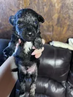Panther, a male Schnoodle for sale in Durant, OK – 4 of 5