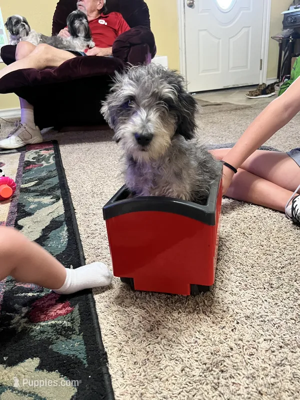 Clyde Ice blue eyes    – Schnoodle puppy for sale in Durant, OK