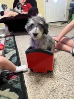 Clyde Ice blue eyes   , a male Schnoodle for sale in Durant, OK – 1 of 10