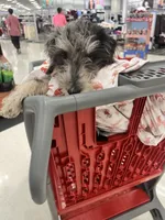 Clyde Ice blue eyes   , a male Schnoodle for sale in Durant, OK – 4 of 10
