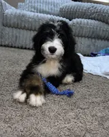 Kennedy, a male Bernedoodle for sale in Durant, OK – 2 of 3