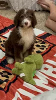 Shirley , a female Bernedoodle for sale in Durant, OK – 8 of 10