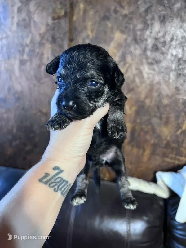 Panther – Schnoodle puppy for sale in Durant, OK